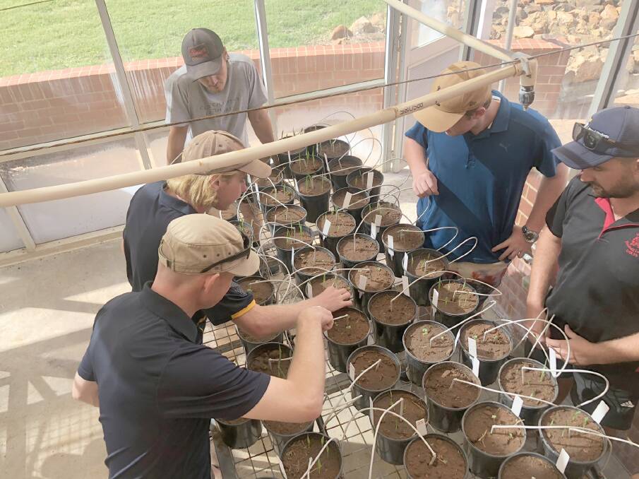 Muresk and Curtin's Associate Degree in Agribusiness students with their pot trials (pre COVID-19).