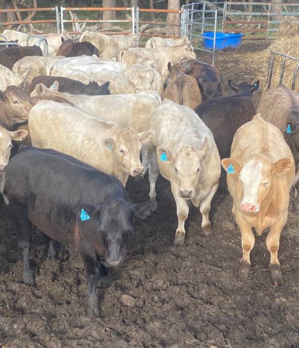 RA & RE Gerovich, Albany, will have 50 Charolais-Black Simmental cross calves on offer in the Great Southern All Breeds Feeder and Weaner Show Sale. The calves will be weaned and by Venturon, Silverstone , Bardoo and Bonnydale bulls.