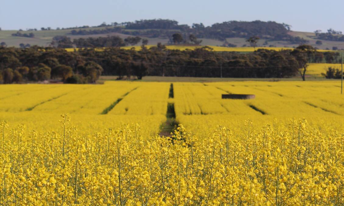 Canola demand and prices to settle