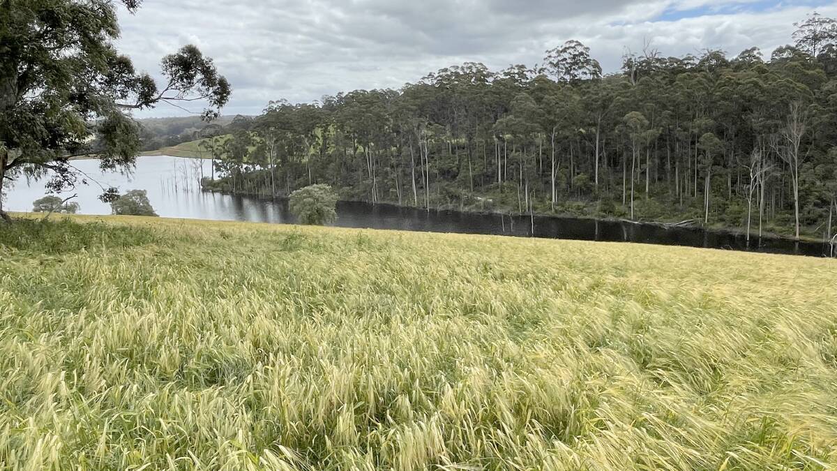 Black Barley Australia grows the crop at four sites - Pemberton (pictured), Pingelly, Beverley and New Norcia.