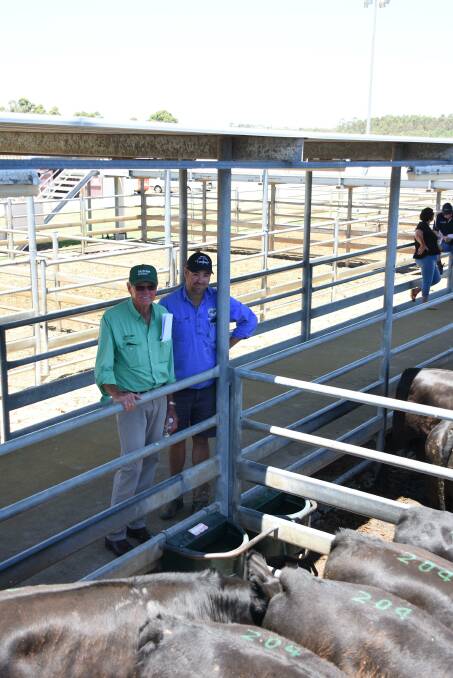 The Carroll family, Rayview Park, Albany sold 208 steers in the sale to a top of $1830 a head. Looking over one of their pens before the sale were Harry Carroll (left), Nutrien Livestock, Mt Barker and son Jarrad.