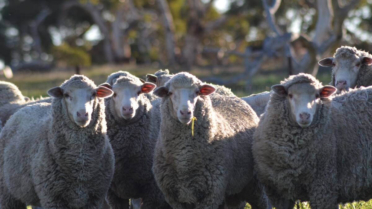 Price drop surprises WA sheep industry