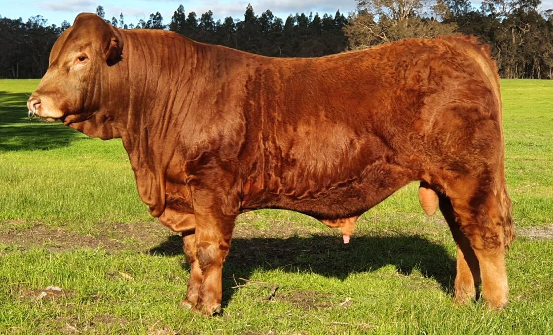 Morrisvale Quad Runner, which was entered in the recent Sire Shootout competition caught the eye of the Coombe family, Cassalee Limousin stud, Camden, New South Wales during the livestream judging and they have since purchased the bull for $10,000.