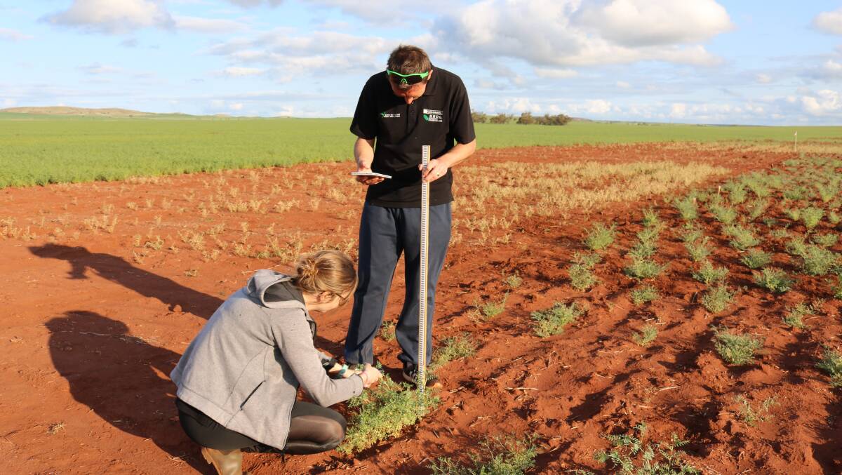 CCDM's Lars Kamphuis and Silke Jacques measuring growth of chickpeas at the Mingenew trial site in 2019. Picture by CCDM.