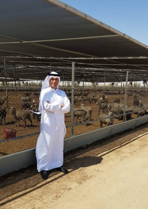 Kuwait Livestock Transport and Trading chief executive officer Osama Boodai with Australian sheep in the Kuwait feedlot where the sheep are held prior to slaughter.