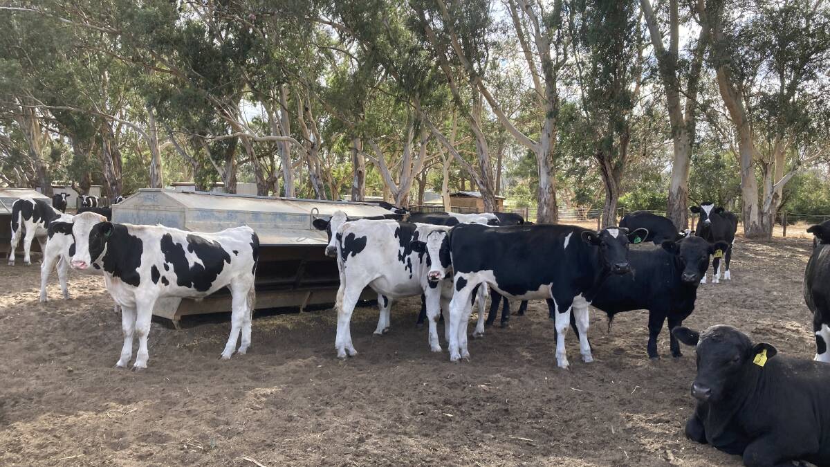 An example of the 30 Friesian steers aged 12 to 14 months and weighing 350-390kg to be offered by V & E Pitter, Waroona, at the day two dairy store cattle sale.
