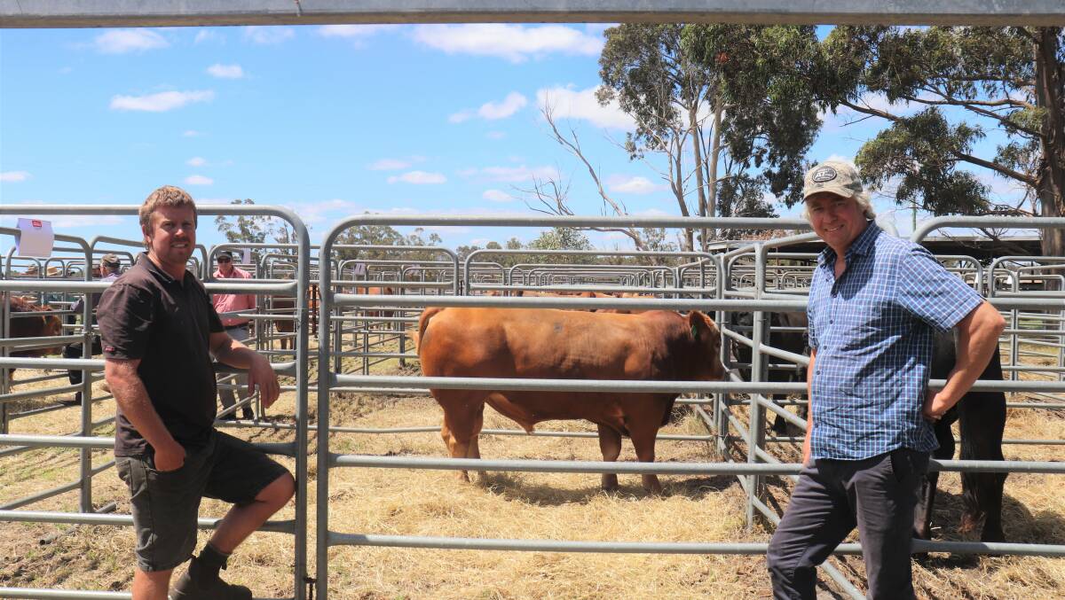 Troy (left) and Peter Mostert, Redmond West, looking over the Summit Gelbvieh bulls for sale at Narrikup last Friday.