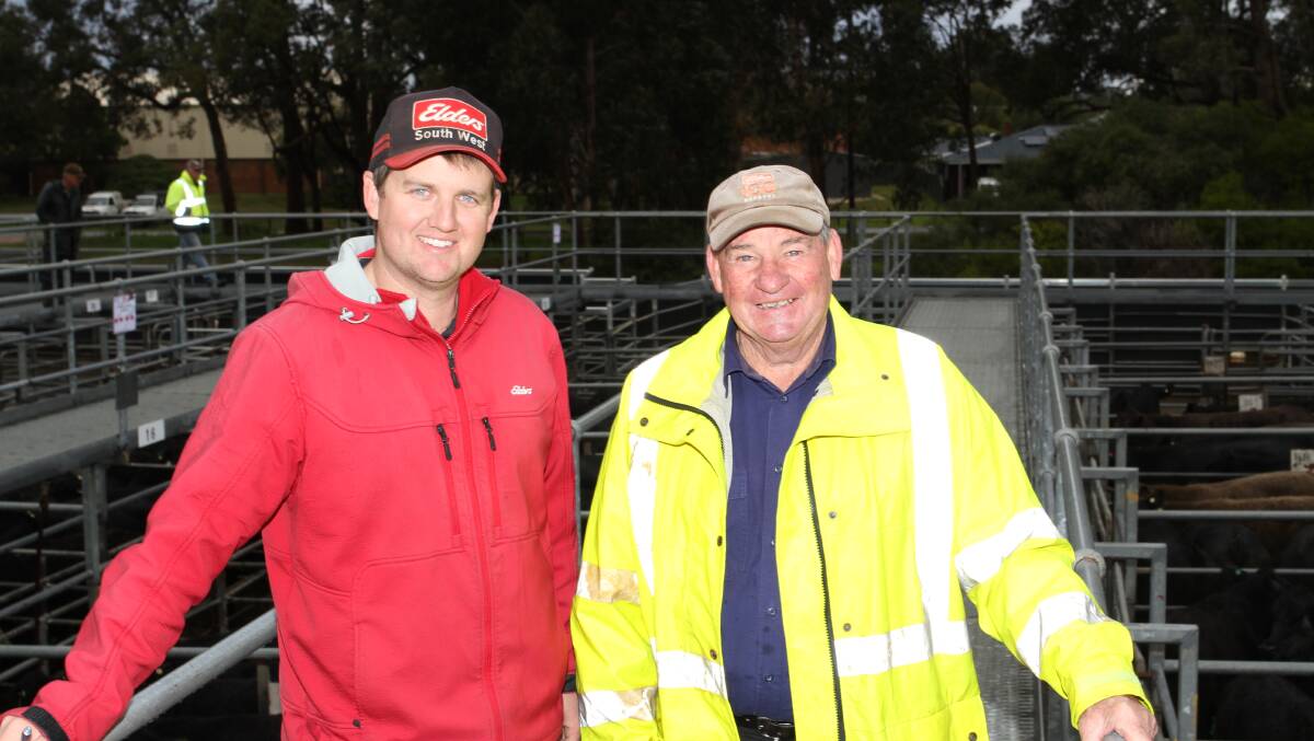 Elders, Boyanup representative Alex Roberts (left) and David Hollins, Ferguson, looked through the yarding together for suitable cattle to buy.