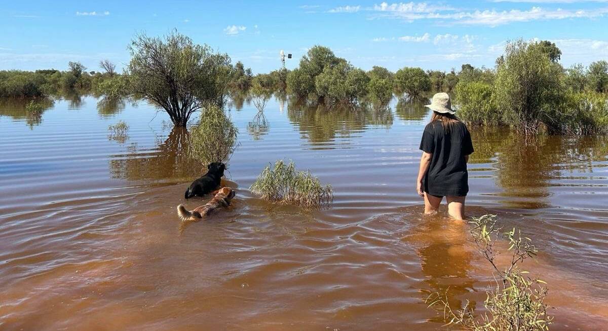 Rainfall has renewed hope at Kanandah station on the Nullarbor. Chloe Grainger with dogs Moose and Brisket, checking out the water level.