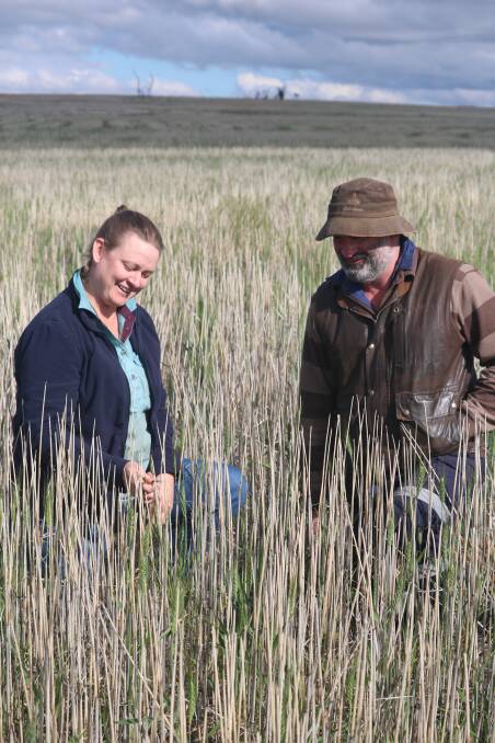 Bruce Rock farmers Kate and Owen Hayes-Thompson inspect the self sown pastures used for extra feed during lambing.
