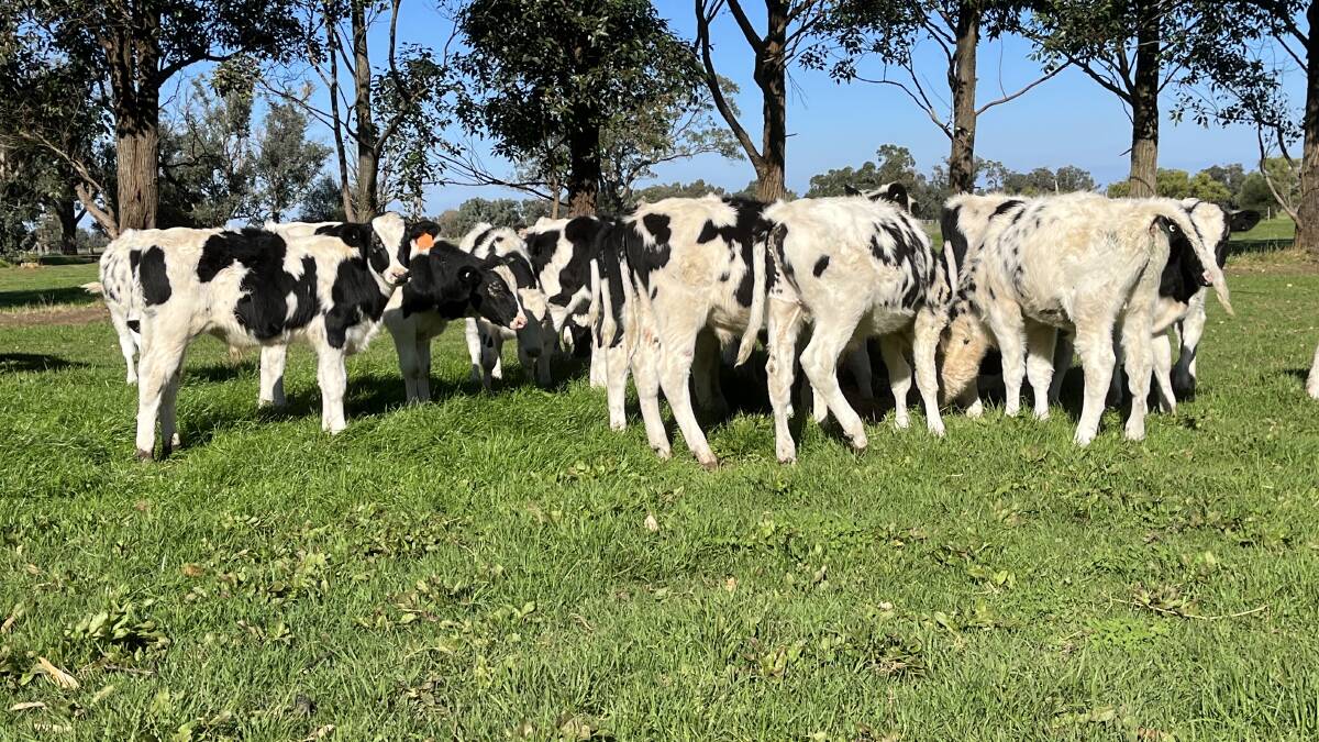 CA Panetta, Harvey, will present 80 Friesian steers aged 6-8 months from its specialised calf rearing operation at the Elders day two June Special Super Store dairy origin cattle sale on Friday, June 17.