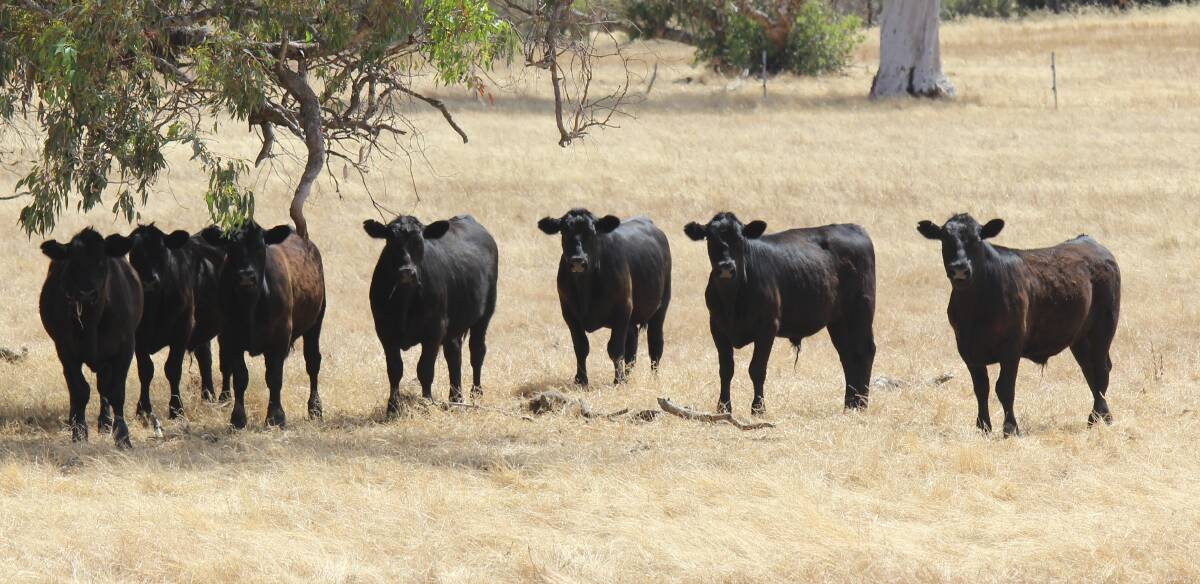 Boddington-based operation AR & GR Fawcett's heifers for the sale with their steer counterparts after weaning in late December. The operation has nominated 80 heifers from its closed herd based on Koojan Hills bloodlines.