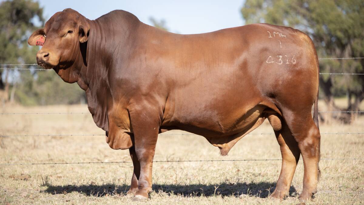 Munda Reds General 4316 (PP) (by Oasis A Hudson) was purchased by John Atkinson, Glenavon Droughtmaster stud, Yaamba, Queensland, for the sales equal fourth top price of $30,000.