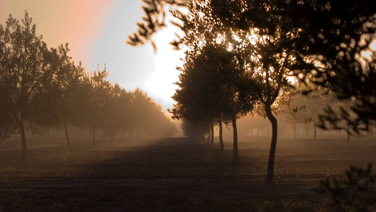 Olives in the mist, sunrise at the Moore River olive grove.