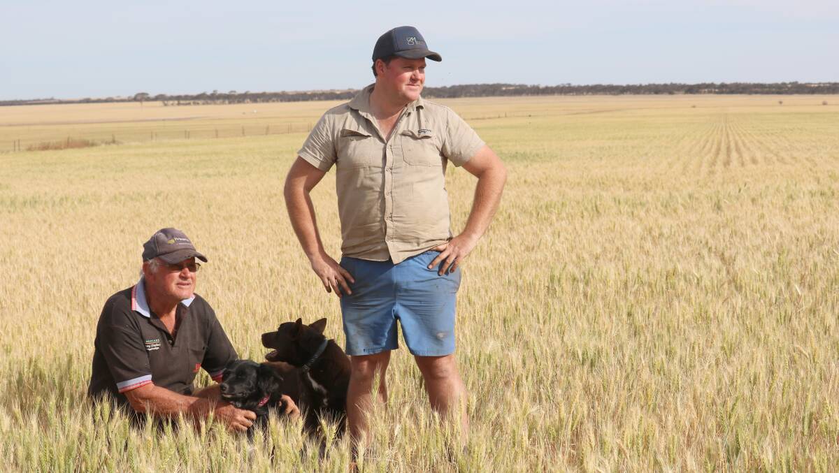 Richard Last (left) and his son Craig, Merredin, along with dogs Daisy and Jet, are optimistic about this year's harvest, despite only receiving half their annual rainfall.