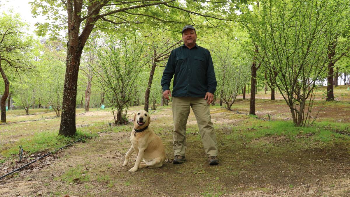  Stonebarn Truffles owner Dion Range and his oldest truffle hunting Labrador, Périgord, named after the premium French black truffles grown on his commercial truffle farm in Manjimup.