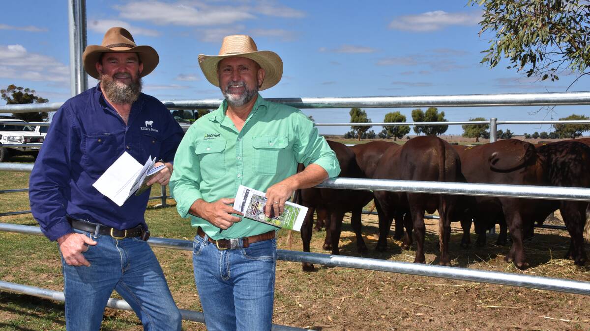 Back again at the Biara bull sale to buy was Liam Johns (left), Killara station, Meekatharra and he was assisted with his selections by Nutrien Livestock, Mid West agent Craig Walker. In the sale Mr Johns secured seven Biara bulls at an average of $6241 and to a top of $9500.