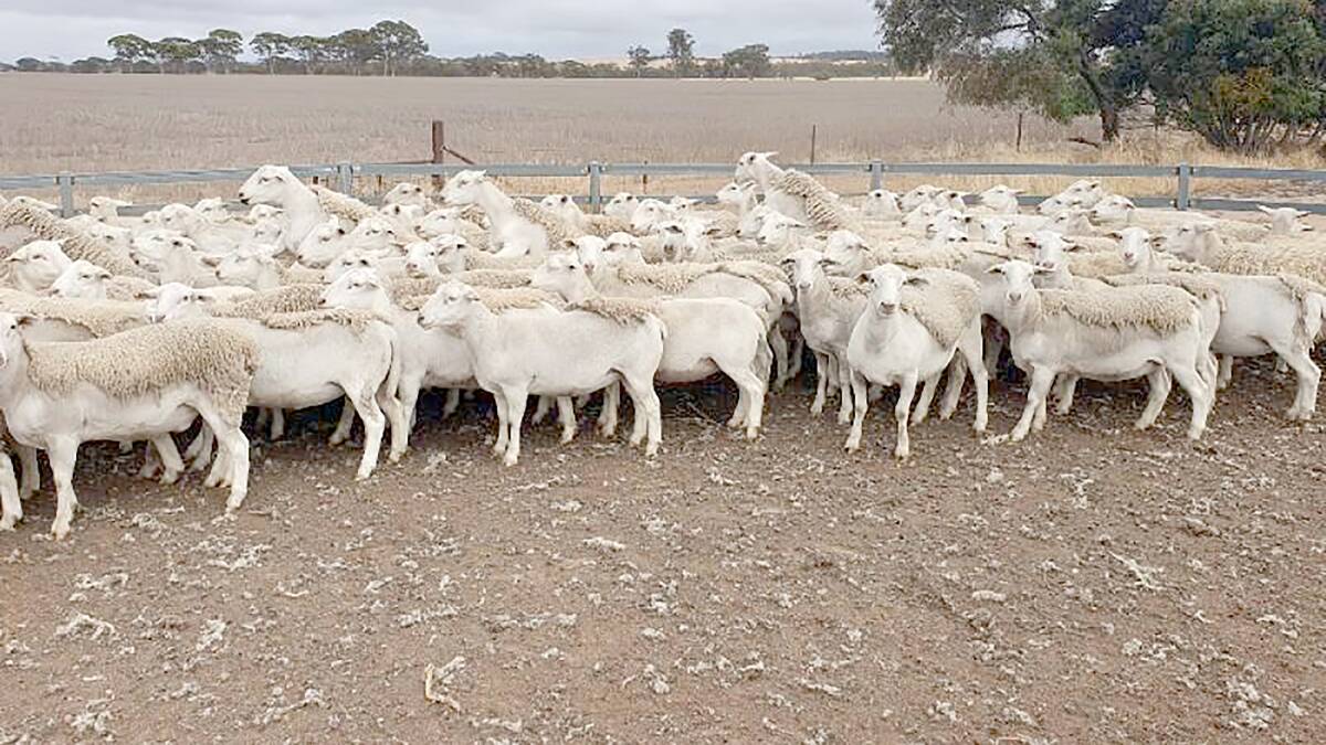  Bowey Ventures, Kulin, sold 149, 11 to 15-month-old UltraWhite ewes in the sale for $442.
