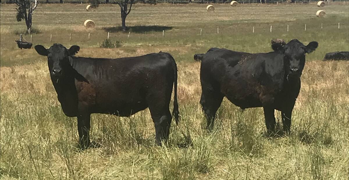 An example of the Angus calves which will be on offer in the sale from D Peos & Sons, Manjimup. The operation has nominated 60 Angus steers and 30 Angus heifers.