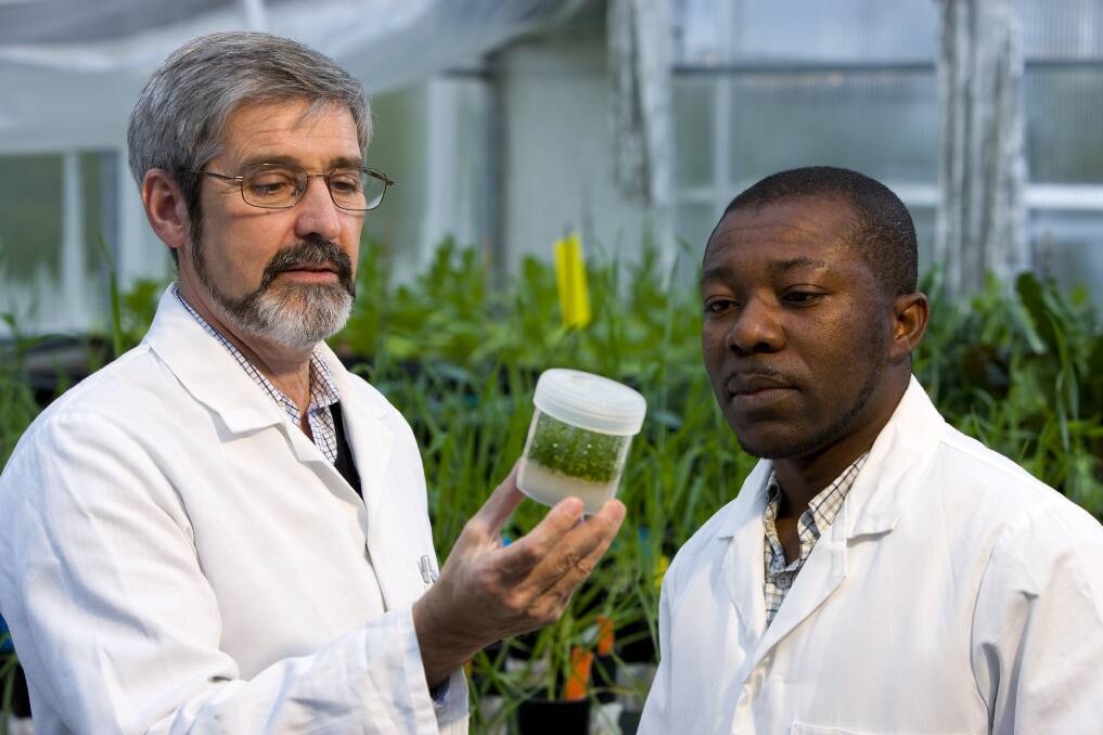 Professor Michael Jones (left) and Dr John Fosu-Nyarko from Murdoch University examining sterile tissue cultured shoots.