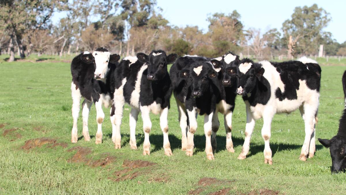 Some of the 30 Friesian steers aged 10 to 12 months that make up part of CA Panetta's total draft of 96 Friesian and first-cross steers.