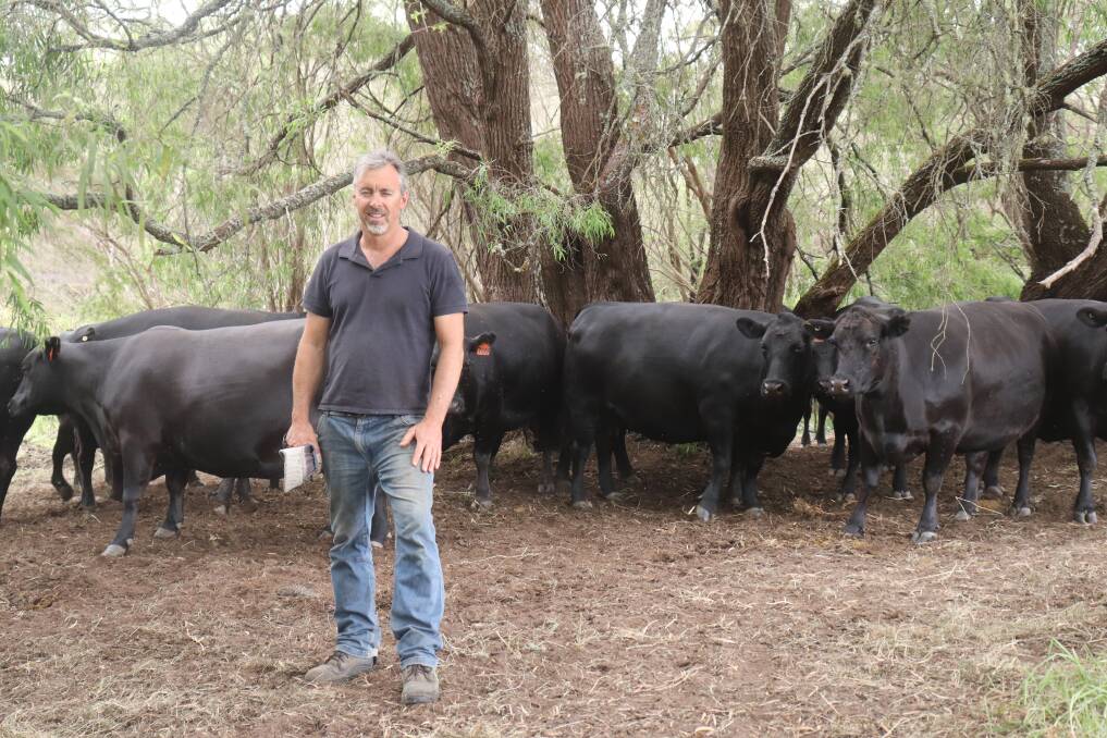 Dean Ryan with some of his cattle at his farm in Pemberton. In addition to his cattle, Dean's other commercial ventures include sheep, avocados, lemons, potatoes and gold kiwi fruit.