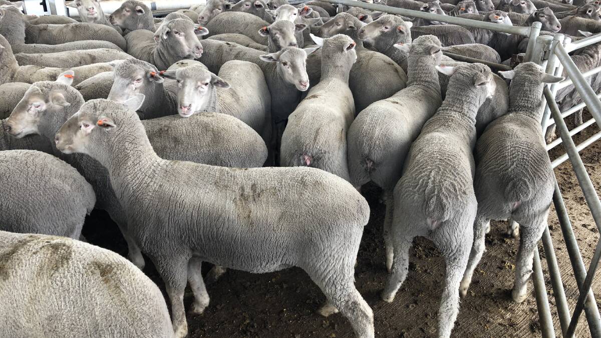 Record lamb and mutton prices