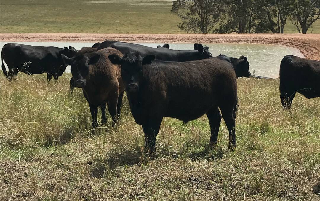 Manjimup producers GM & MA Kilrain will be the biggest vendors with an offering of 190 Angus calves, comprising 130 steers and 60 heifers.