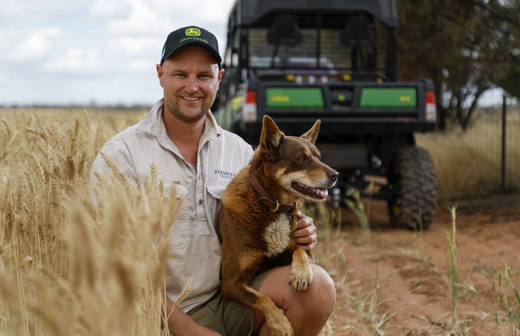 Tammin farmer Oscar York with dog Django checking what could be record yielding crops for the second season in a row.