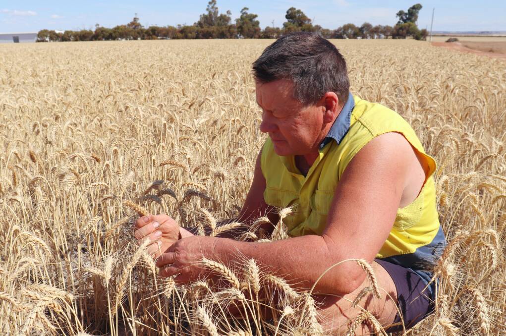 The 2000 hectares of wheat was split almost 50:50 between Australian Premium White (APW) and noodle varieties.
