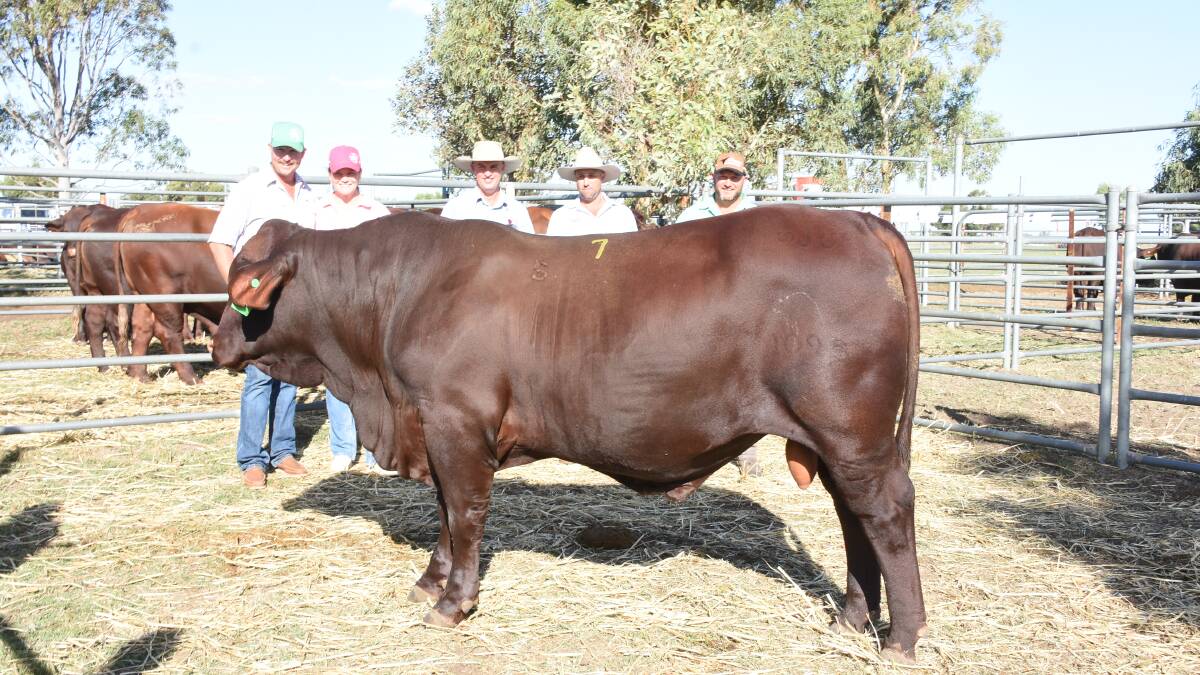 In the Biara side of the catalogue prices hit $19,000 for this Santa Gertrudis sire that was knocked down to the Ryan family, Central Stockcare, Badgingarra. The Ryan family were also one of the volume buyers in the Biara offering purchasing 13 bulls at an average of $8154 and to Biaras second top price of $13,500 for their operation at Minnie Creek station, Carnarvon. With the $19,000 bull were Minnie Creek station managers Aaron (left) and Alice Wakefield, buyer Dean Ryan, Biara co-principal Glenn Hasleby and Nutrien Livestock, Mid West agent Chad Smith.