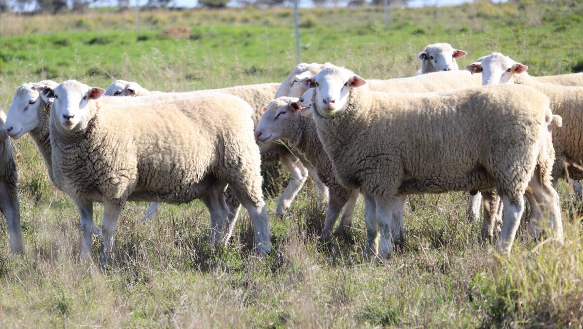 About half of Mr Welke's mixed Merino and White Suffolk flock was sent to the Eastern States, given the high demand and prices.