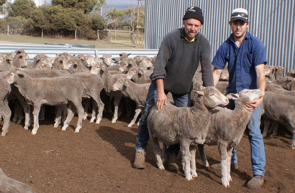 Brad (left) and Lach Patterson with some of their breeding ewe flock which helped the family take out the WAMMCO Producer of the Month title for May.