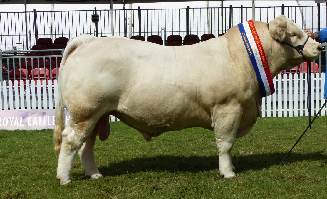 Venturon Raise The Bar R1 (P) (AI), which was sold at the Venturon Livestock's on-property sale for $36,000 to the Minne-Vale Charolais stud, Narrabri, New South Wales, was sashed the grand and senior champion Charolais judging at this year's Sydney Royal Easter Show.