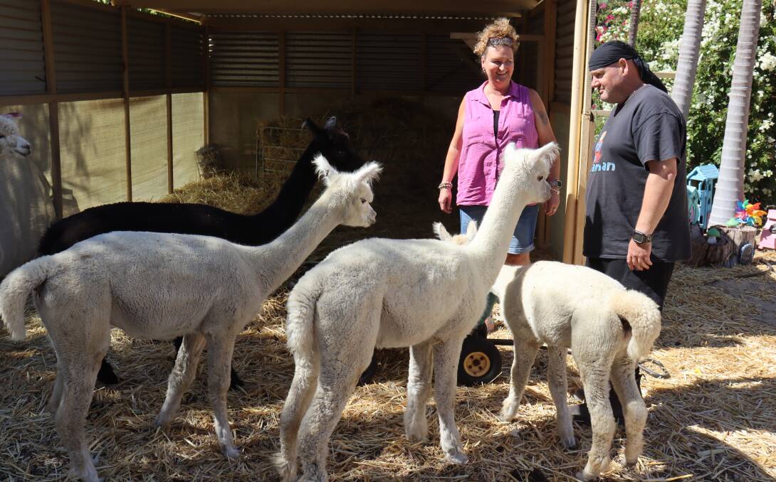 Nikki Bland and Paul Southam first purchased an alpaca named Nutmeg to protect their chickens.