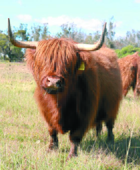  This Highland cow shows off her woolly features to protect against the elements, as well as her horns.