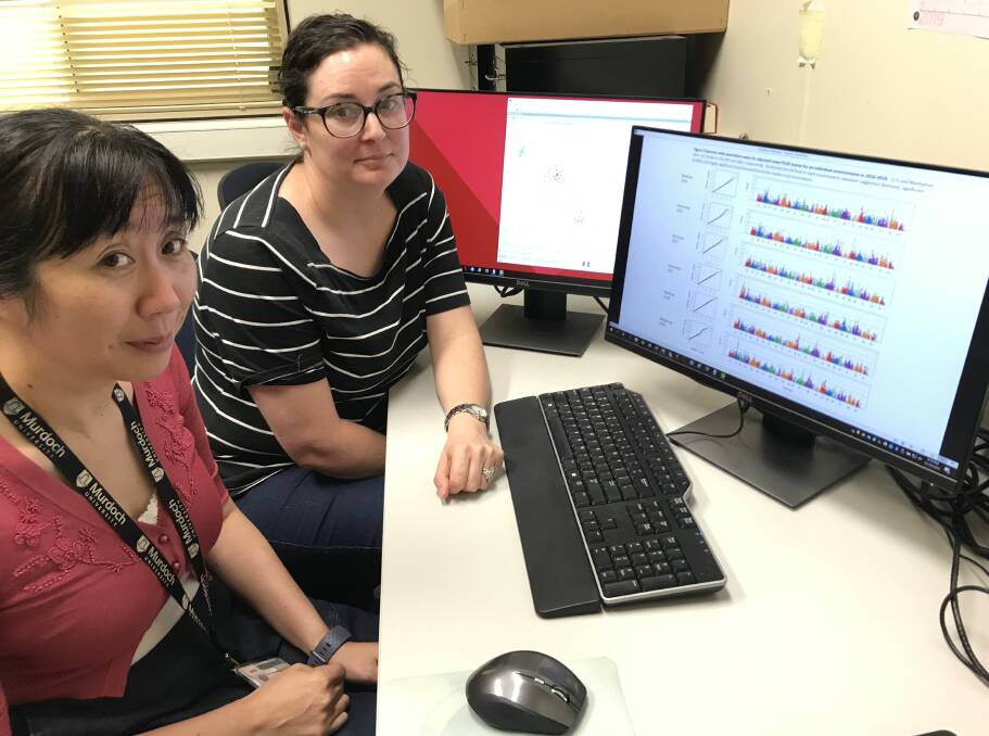 Murdoch University research scientist Dora Li (left) and DPIRD research officer Esther Walker analyse genetic marker data for SNB resistance in wheat.