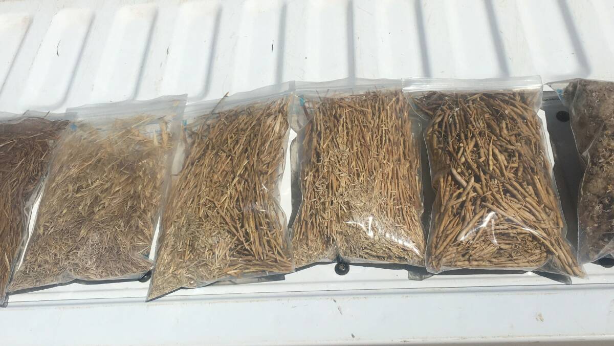 Weed seed samples collected in the Liebe region by the group's research and development co-ordinator Judy Storer.
