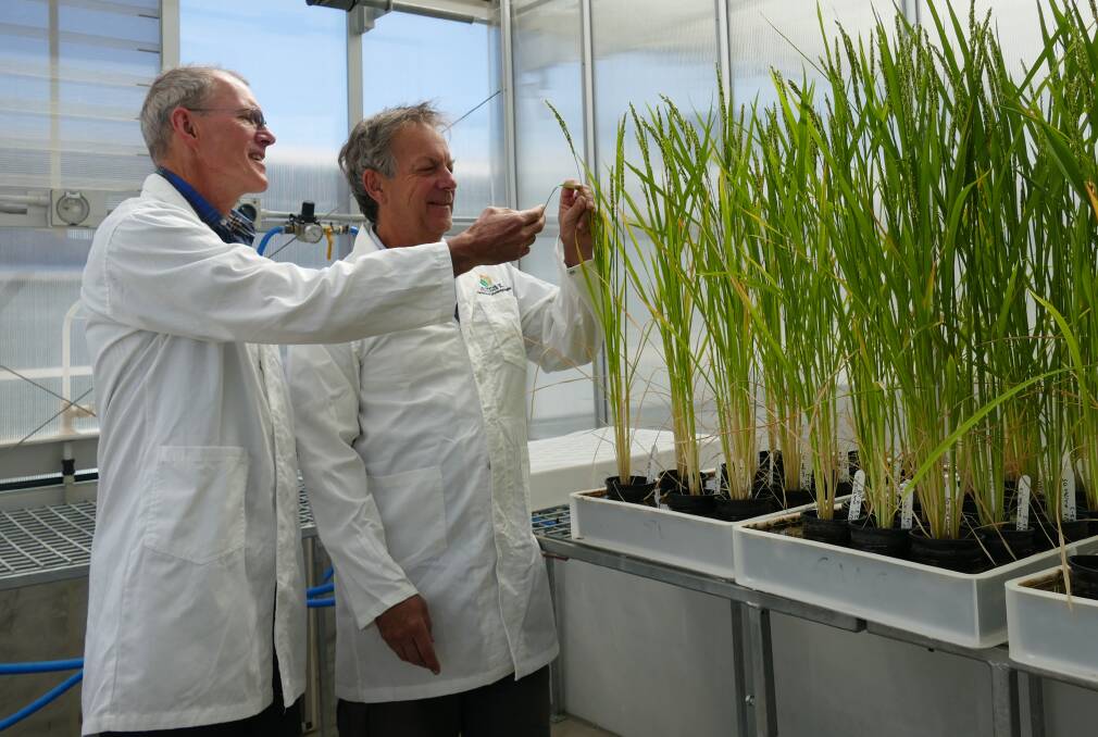  Australian Research Council Centre of Excellence for Transitional Photosynthesis director, professor Robert Furbank (left), with professor John Evans in a glasshouse at the Australia National University.