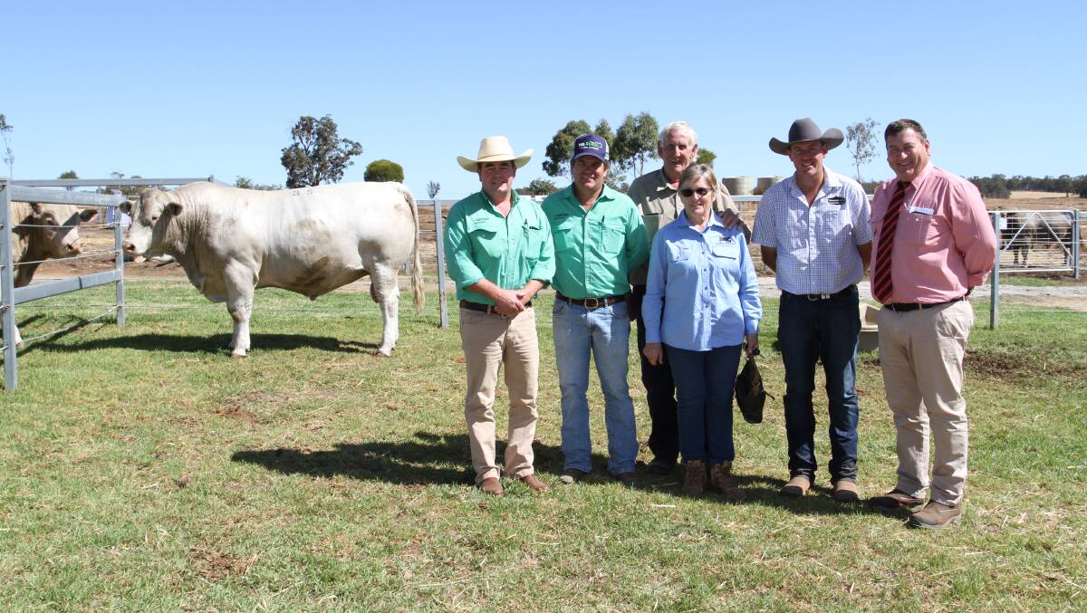 Nutrien Livestock, Boyup Brook agent Jamie Abbs (left), Nutrien Livestock, Mid-West and pastoral agent Richard Keach, buyers Trevor and Maria Kanny, Bonegilla Grazing, Walkaway and Elders stud stock manager Tim Spicer with the $21,000 second top-priced Charolais bull Venturon Skip The Tax S31 (AI) (by Turnsbulls Duty-Free 358D).