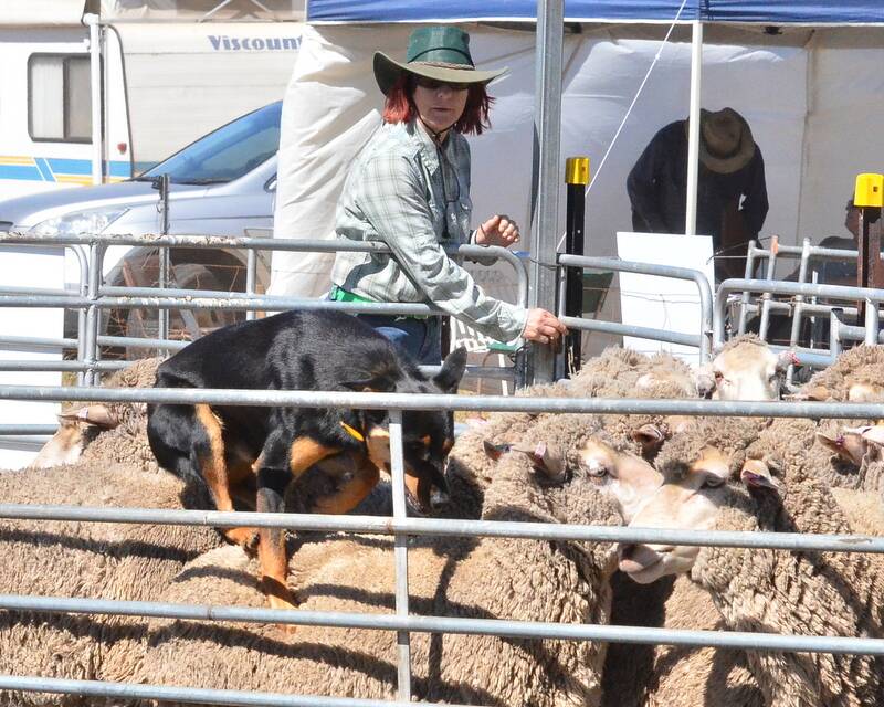 Nan Lloyd won the open yard class at the State Yard and Utility trial held recently in Kellerberrin with her Kelpie Kumbark Ace.