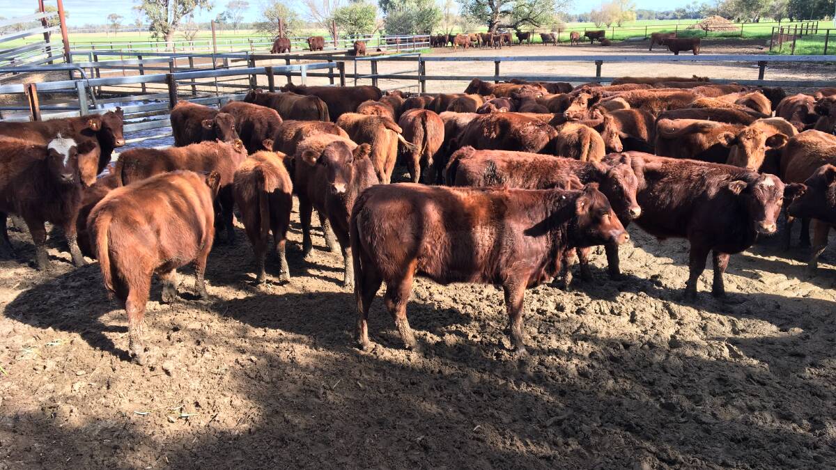 Charla Downs, Waroona, will offer the equal largest draft of 100 Red Angus steers and heifers aged from eight to 12 months at the Nutrien Livestock June Special beef store cattle sale at Boyanup on Friday, June 10.
