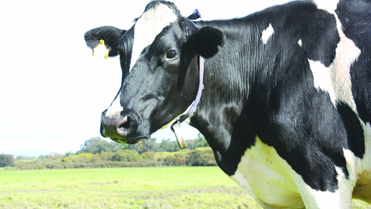 Higher feed prices cut dairy confidence