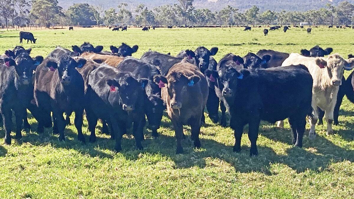 Alcoa Farmlands, Wagerup and Pinjarra, will be the biggest vendor in the sale on Wednesday, April 24, when it offers its first major draft of 2023-drop calves. Alcoa Farmlands has nominated 400 weaners comprising 250 Angus steers, 40 Murray Grey steers, 70 Angus heifers and 40 Murray Grey heifers, which are all 10-12 months old.