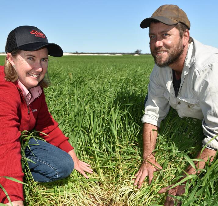 Shannon Meyer, agronomist, Elders, Coorow and Wade Parker, Marchagee, inspecting the excellent annual ryegrass control across the entire soil surface in barley last season following an early post-emergent application of Mateno Complete herbicide in a large-scale demonstration trial on the Parkers Gunyidi property.