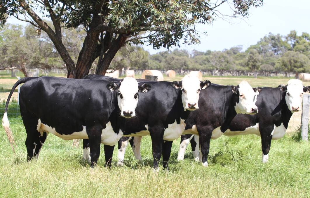 Original sale vendors Michael and Loretta Roberts and family, KS & EN Roberts & Son, Elgin, will offer the biggest consignment of 210 PTIC first cross heifers at the Elders Boyanup Supreme Springing Heifer Sale on Friday, December 13, 2019, consisting of 147 Angus-Friesian heifers, 34 Hereford-Friesian heifers, 23 Murray Grey-Friesian heifers and six Simmental-Friesian heifers, all synchronised AI or naturally mated to Limousin sires and due to calve from January 20, 2020 for 20 days or seven to 10 weeks.