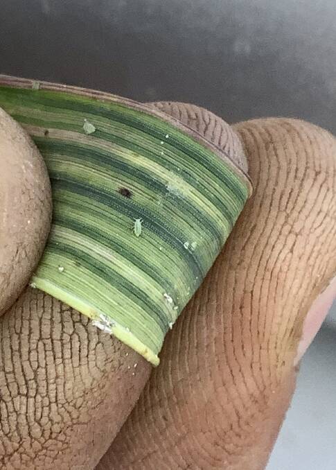 Discolouration and streaking on a wheat leaf caused by the exotic cereal pest, Russian wheat aphid.
