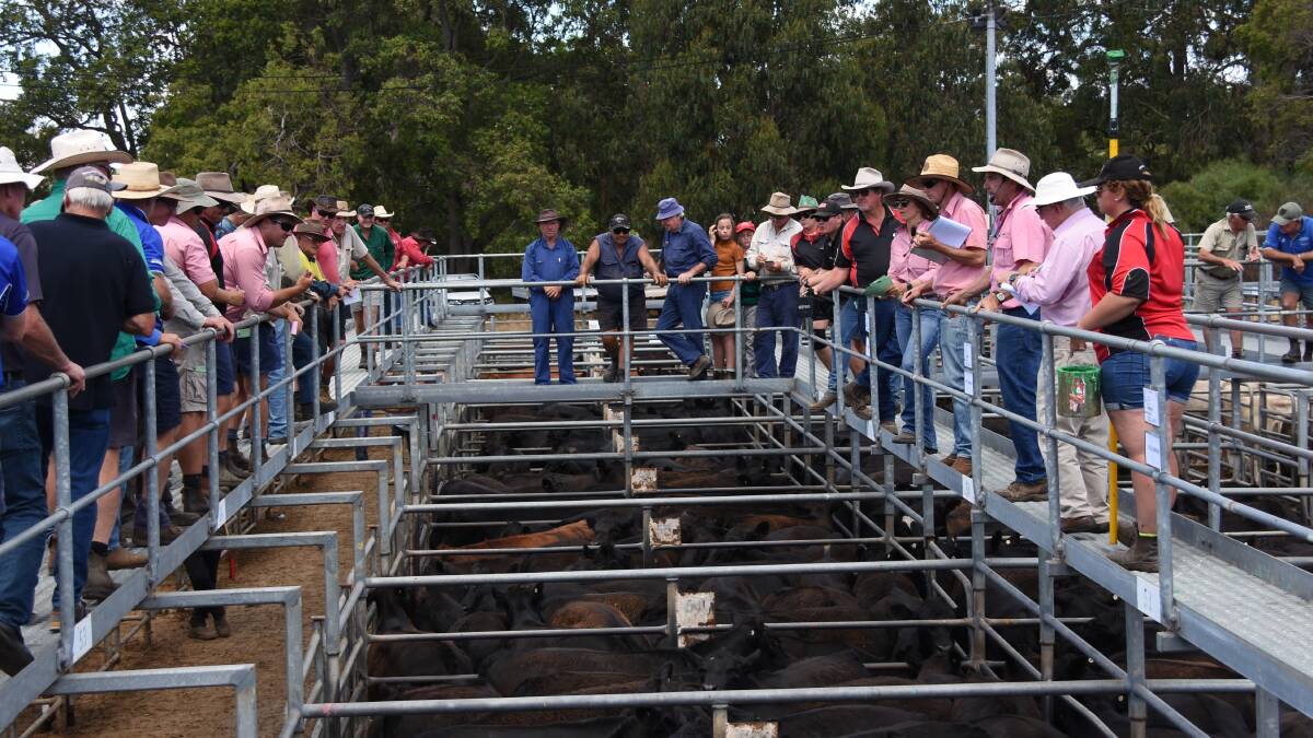 The Elders, South West team will yard 1100 cattle at Boyanup on Friday, February 19 at 1.30pm. The liveweight beef cattle offering will also be interfaced (sequential) sold on AuctionsPlus.