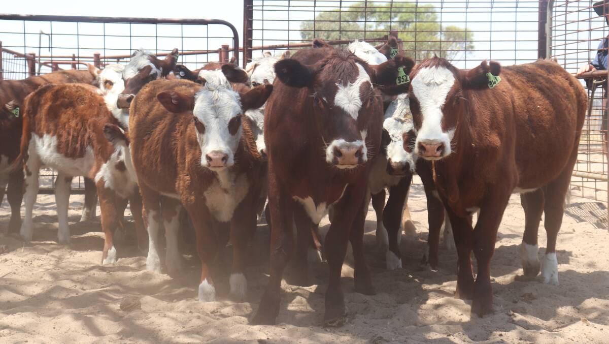 The Poll Hereford breed has been in the McLean family since Kevin's dad began farming in 1954.
