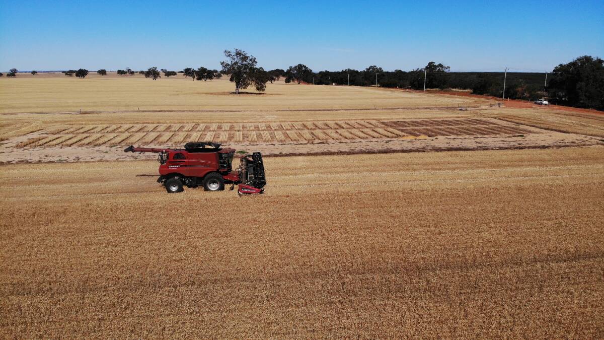 Harvest of WMG trials at the 2020 Chelsea trial site at Dandaragan, hosted by G & Y Roberts.